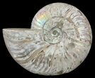 Silver Iridescent Ammonite - Madagascar #61514-1